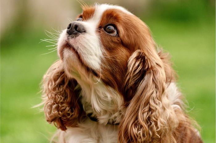 Foto original de um cachorro